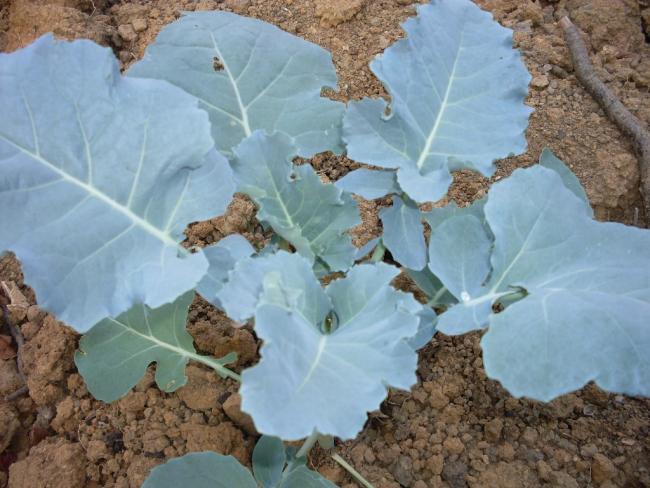 Name:  Green Sprouting Calabrese Brokoli.jpg
Views: 1674
Size:  52.0 KB
