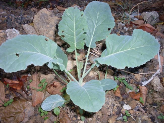 Name:  Early Purple Sprouting Brokoli.jpg
Views: 1617
Size:  62.6 KB