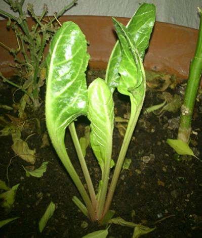 Name:  perpetual_spinach .jpg
Views: 2711
Size:  33.5 KB