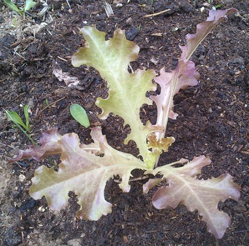 Name:  red_salad_bowl.jpg
Views: 2259
Size:  70.6 KB