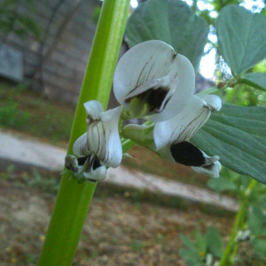 Name:  bakla_cicegi.jpg
Views: 1248
Size:  34.4 KB