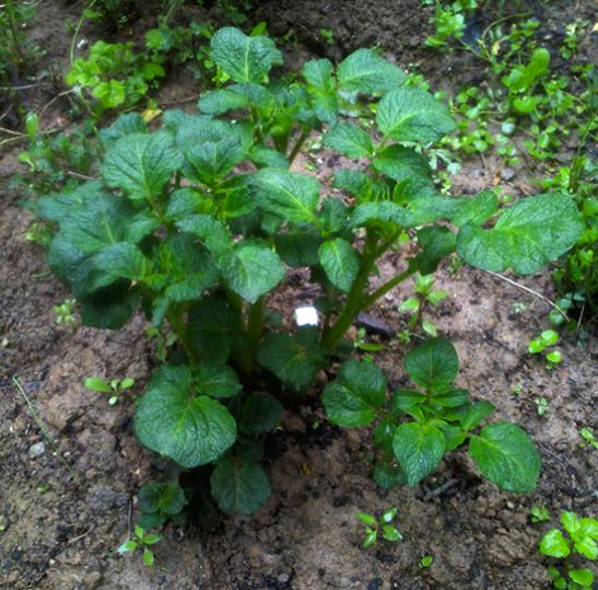 Name:  patates_yetistiriciligi.jpg
Views: 16775
Size:  68.6 KB