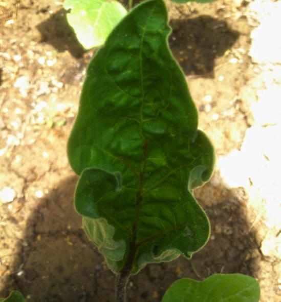 Name:  konya_yerli_patlican.jpg
Views: 2942
Size:  38.9 KB