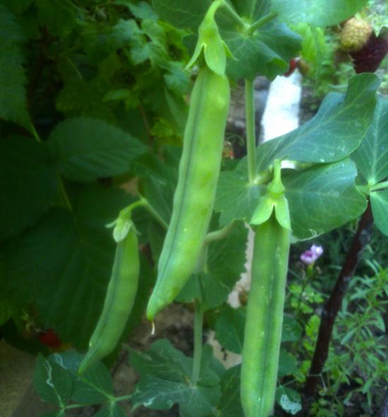 Name:  bezelye.jpg
Views: 3924
Size:  38.2 KB