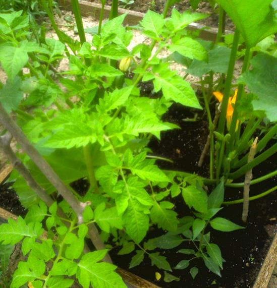 Name:  cocopeat_bahcesi.jpg
Views: 1550
Size:  57.5 KB
