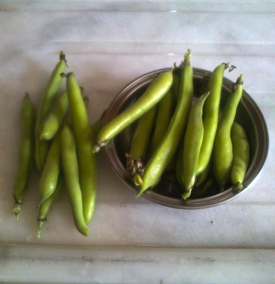 Name:  bakla.jpg
Views: 1304
Size:  31.8 KB