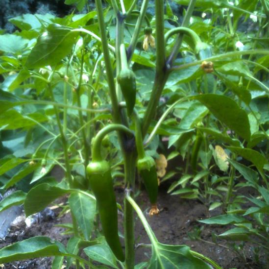 Name:  karaaslan_koy_biberi.jpg
Views: 2623
Size:  55.5 KB