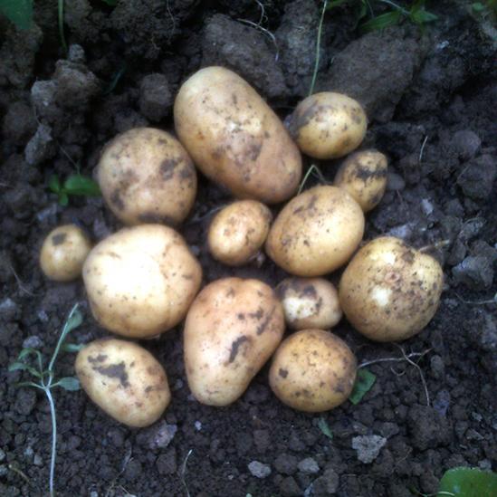 Name:  patates_yetistiriciligi.jpg
Views: 15404
Size:  49.3 KB