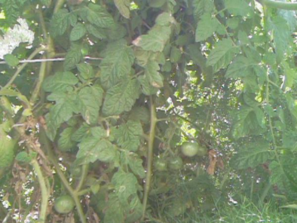 Name:  Photo-0284.jpg
Views: 1879
Size:  47.5 KB