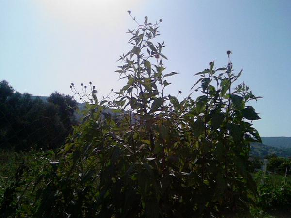 Name:  Photo-0295.jpg
Views: 1796
Size:  40.4 KB