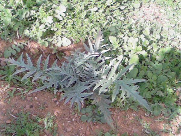 Name:  Photo-0290.jpg
Views: 1831
Size:  61.6 KB