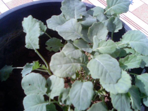 Name:  Photo-0300.jpg
Views: 1154
Size:  35.9 KB