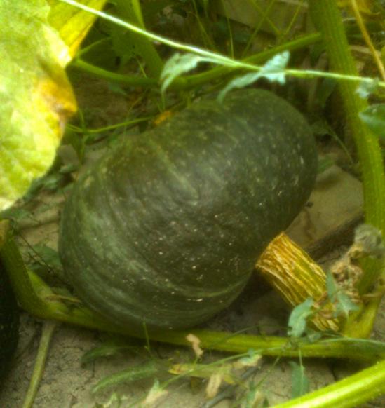 Name:  marina_di_chioggia.jpg
Views: 1136
Size:  40.7 KB