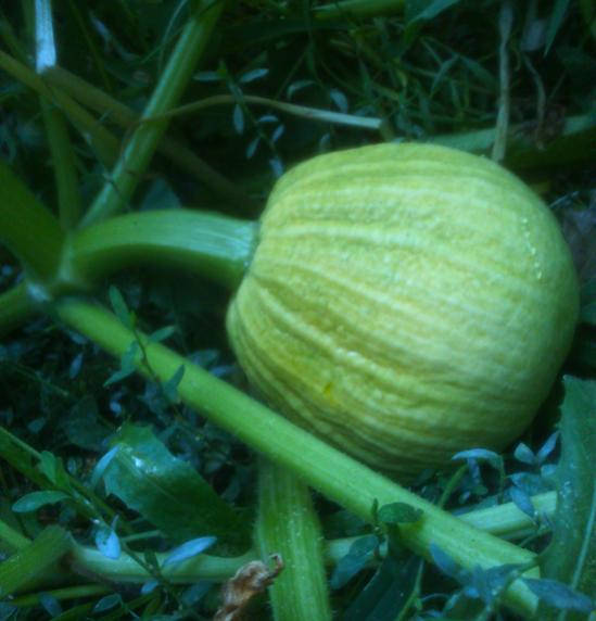 Name:  balkabagi.jpg
Views: 1207
Size:  36.4 KB