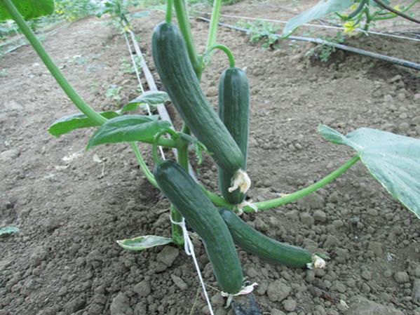 Name:  IMG_4373.jpg
Views: 1008
Size:  59.0 KB