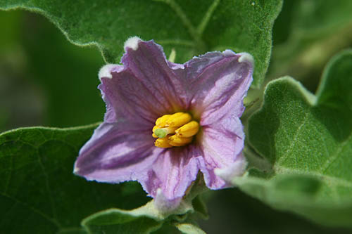 Name:  800px-EggplantFlower.jpg
Views: 59596
Size:  40.2 KB