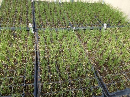 Name:  Onions 1 Ready for Transplanting 24.03.2014.jpg
Views: 22764
Size:  73.0 KB