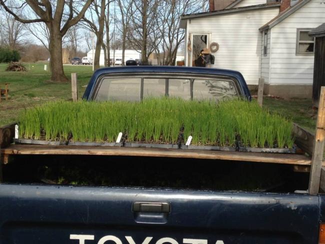Name:  Onions 2 Ready for Transplanting 15.04.2014.jpg
Views: 20910
Size:  54.8 KB