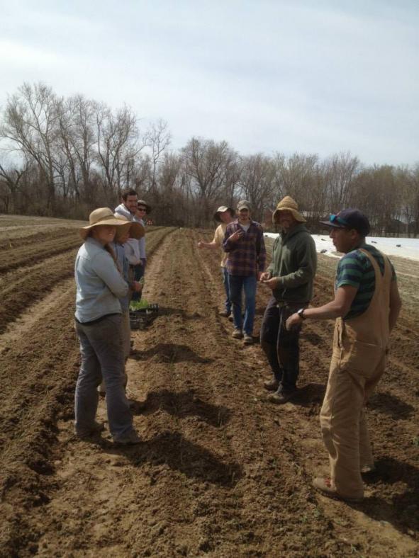 Name:  Onions 5 about 9000 onions planted. gold coin, alisa craig, patterson, candy, cabernet, and sier.jpg
Views: 20297
Size:  71.5 KB