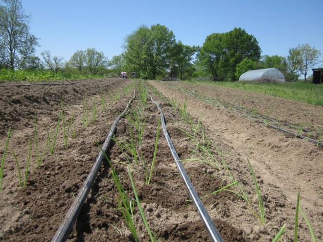 Name:  Onions 6 Newly Transplanted 14.04.2014.jpg
Views: 21009
Size:  70.7 KB