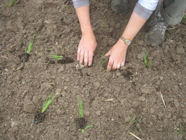 Name:  Onions 07 Transplanting 14.04.2014.jpg
Views: 21161
Size:  67.4 KB