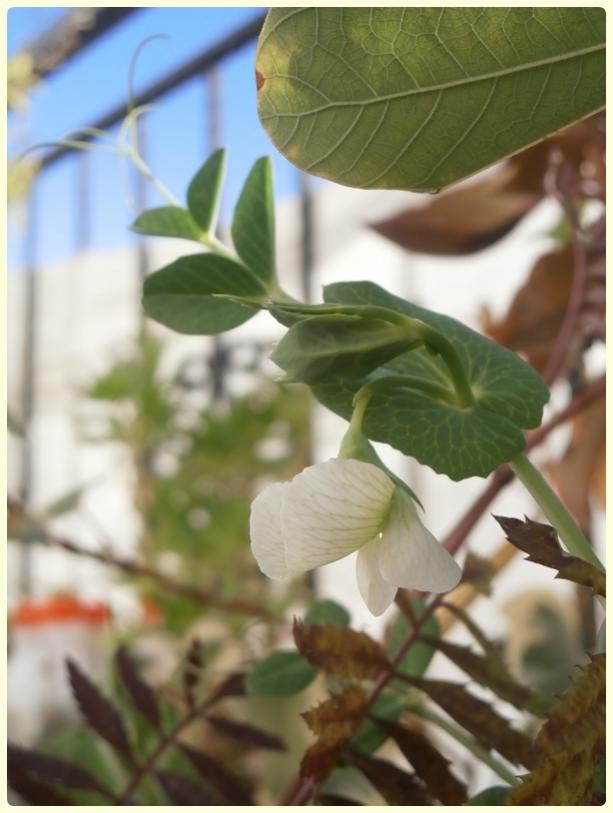 Name:  Bezelye.jpg
Views: 2893
Size:  52.1 KB