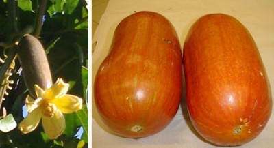 Name:  cassabanana-400x217.jpg
Views: 617
Size:  22.4 KB
