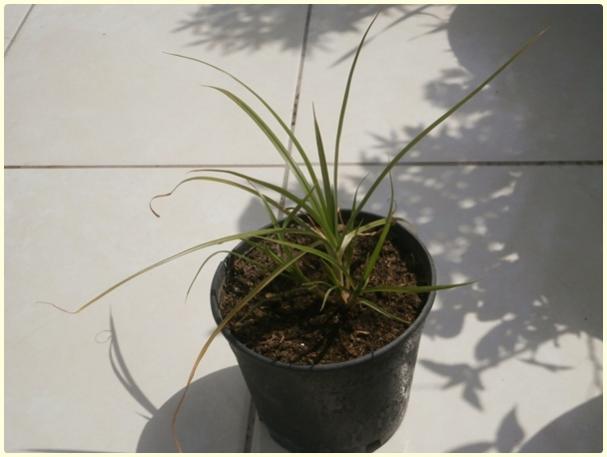 Name:  Yer Bademi 'chufa' (Cyperus esculentus).jpg
Views: 6480
Size:  27.8 KB