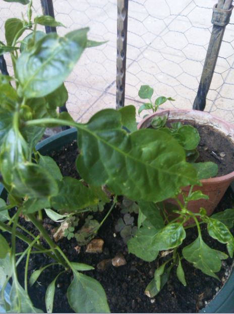 Name:  bb1.JPG
Views: 1323
Size:  57.7 KB