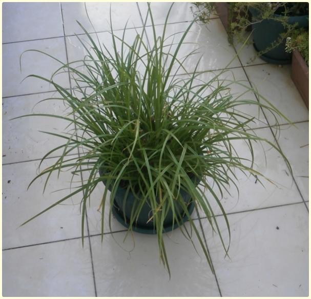 Name:  Yer Bademi 'chufa', Tigernut (Cyperus esculentus).jpg
Views: 6502
Size:  52.4 KB