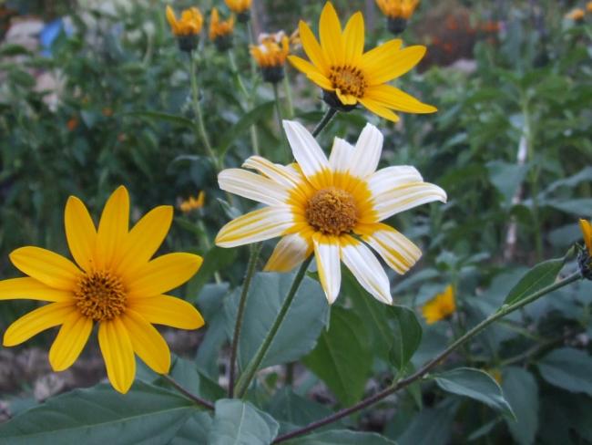 Name:  Helianthus tuberosus.jpg
Views: 2041
Size:  43.5 KB