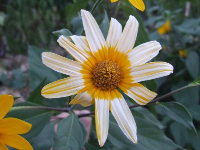 Name:  Helianthus tuberosus 2.jpg
Views: 2031
Size:  37.8 KB