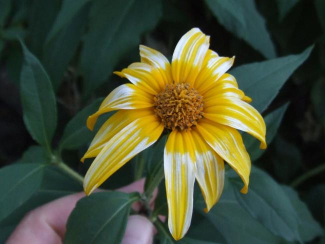 Name:  Helianthus tuberosus 3.jpg
Views: 2019
Size:  32.6 KB