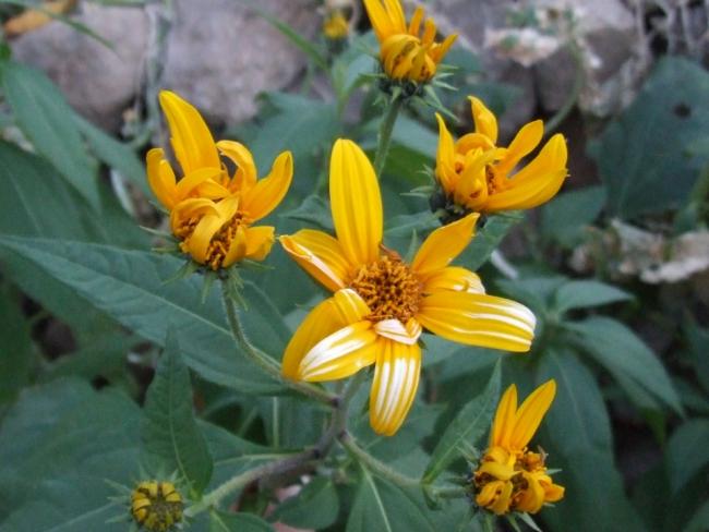 Name:  Helianthus tuberosus 4.jpg
Views: 2063
Size:  42.0 KB