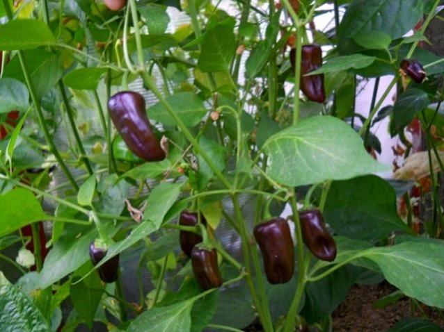 Name:  ac ikolata dolma.jpg
Views: 864
Size:  52.2 KB