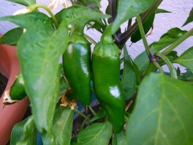 Name:  jalapeno.jpg
Views: 14515
Size:  39.0 KB
