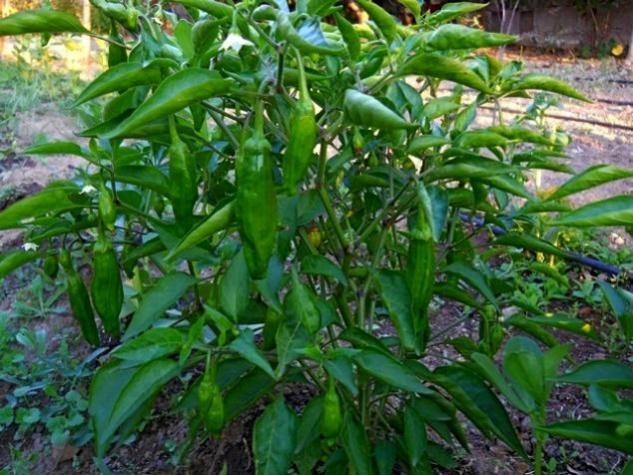 Name:  pepperoncini.jpg
Views: 14316
Size:  65.7 KB