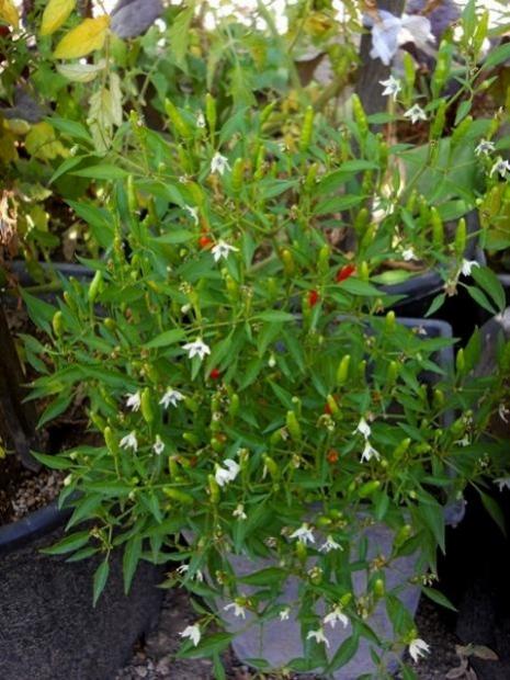 Name:  chinese ornamental.jpg
Views: 14170
Size:  59.5 KB
