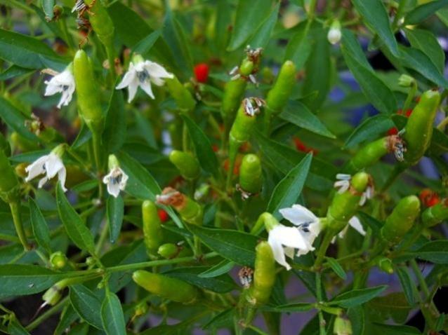 Name:  chinese ornamental (2).jpg
Views: 14122
Size:  45.5 KB