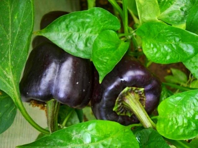 Name:  siyah-dolma-biber[1].jpg
Views: 13351
Size:  46.9 KB