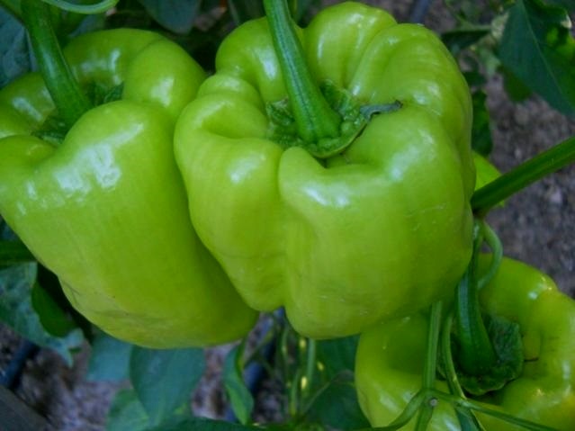 Name:  sar dolma.jpg
Views: 12958
Size:  50.0 KB
