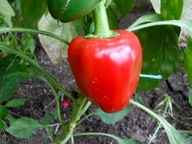 Name:  pimento L..jpg
Views: 13013
Size:  61.8 KB