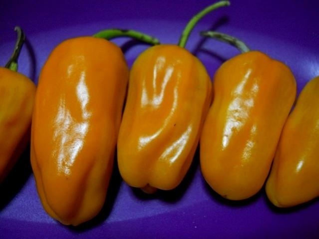 Name:  turuncu jalapeno.jpg
Views: 12703
Size:  50.3 KB