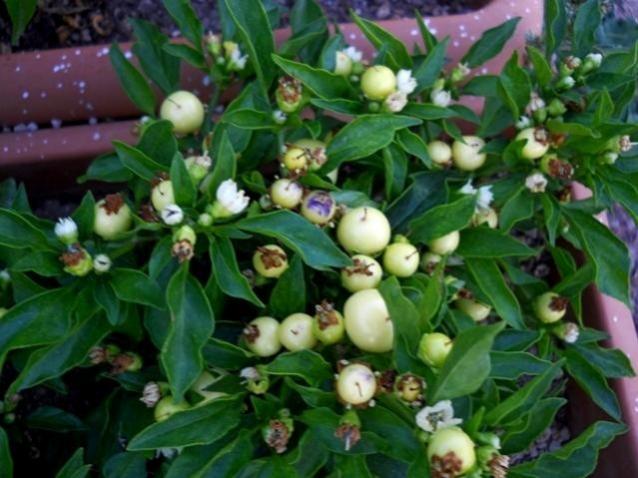 Name:  marbles 3.jpg
Views: 12104
Size:  50.4 KB