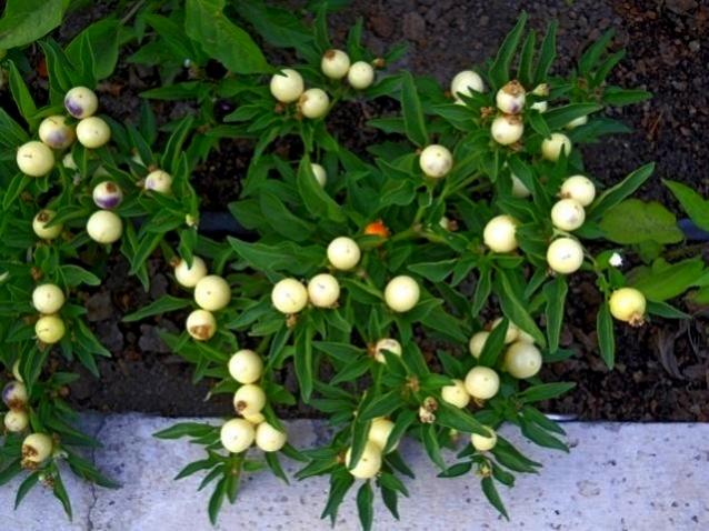 Name:  marbles 2.jpg
Views: 12124
Size:  58.1 KB