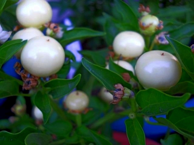 Name:  marbles 5.jpg
Views: 12083
Size:  53.4 KB