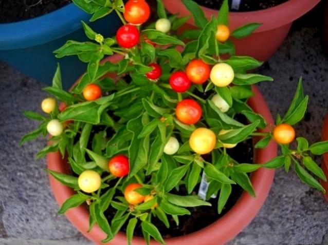 Name:  marbles 4.jpg
Views: 12121
Size:  50.9 KB