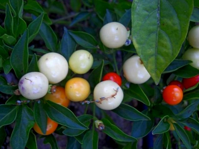 Name:  marbles 1.jpg
Views: 12043
Size:  62.2 KB