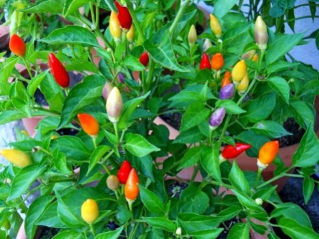 Name:  bolivian rainbow 14 eyll 2014.jpg
Views: 12143
Size:  62.2 KB