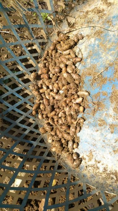 Name:  09.11.2019 tigernut.jpg
Views: 534
Size:  77.7 KB
